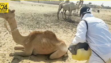«الوطني للصحة الحيوانية» ليبيا في خطر حقيقي بسبب وباء حمى الوادي المتصدع
