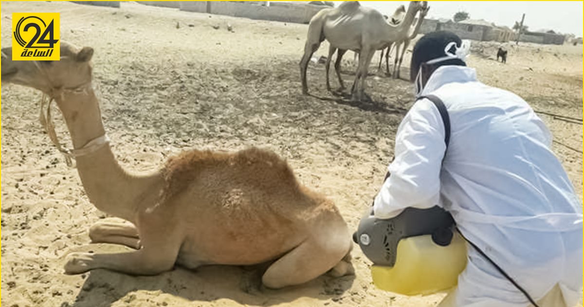 «الوطني للصحة الحيوانية» ليبيا في خطر حقيقي بسبب وباء حمى الوادي المتصدع