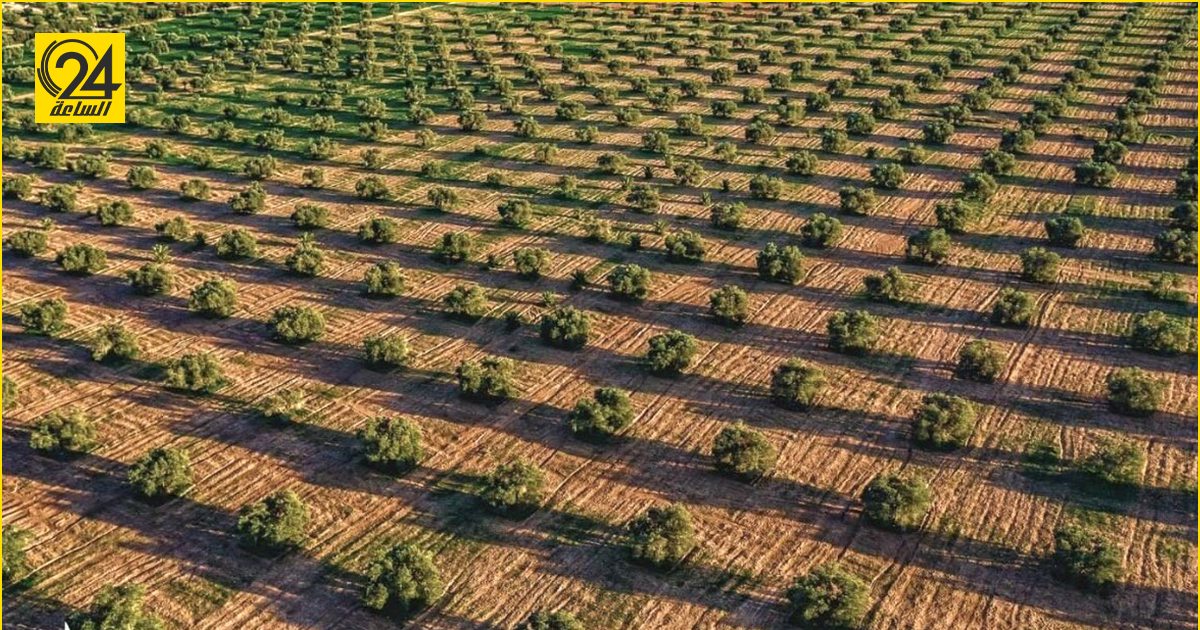 “باعور”: ليبيا تطمح لزراعة مليون شجرة للحد من زحف الصحراء