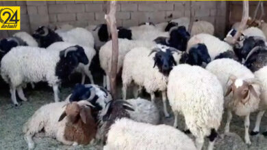 المواشي