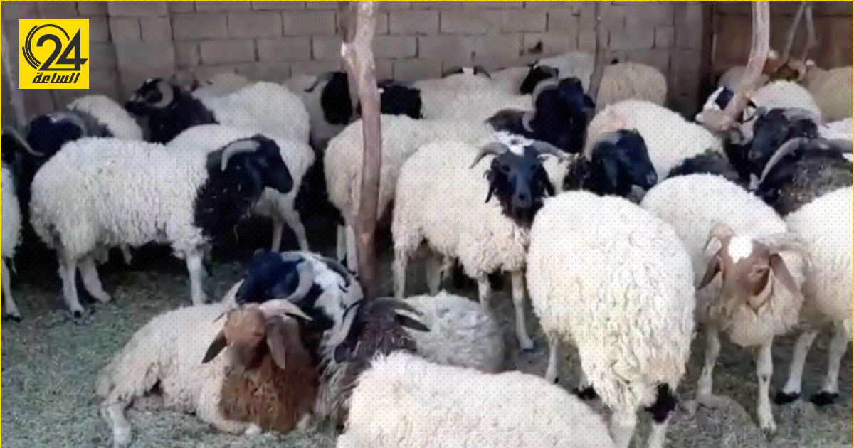 المواشي