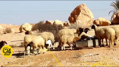 انتشار مرض اللسان الأزرق بمدينة الخمس ونفوق عشرات المواشي