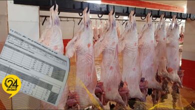 عميد طبرق يتسلم تقرير السلخانة العامة عن أسباب وأعداد الحيوانات التي تم إعدامها