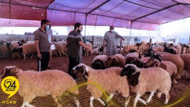 الصحة الحيوانية