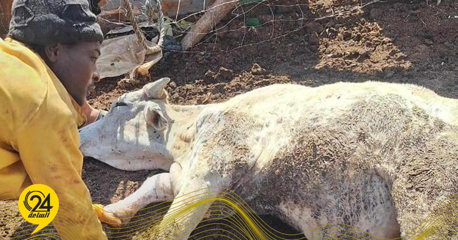 مركز الصحة الحيوانية يحذر من تفشي التهاب الجلد العقدي بين قطعان الأبقار