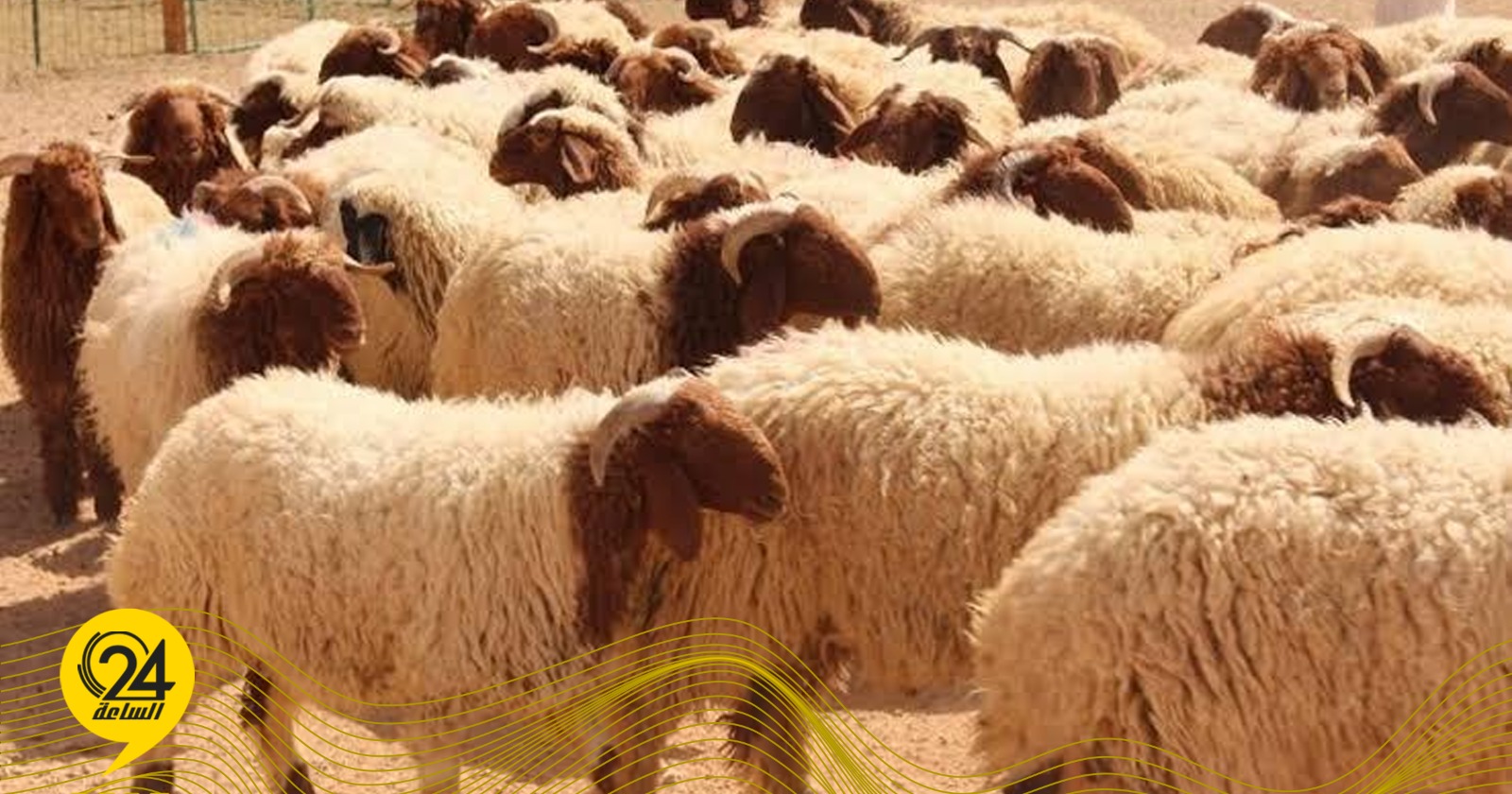 “الصحة الحيوانية”: لم يتم تسجيل إصابات بمرض جدري الأغنام في الجبل الأخضر
