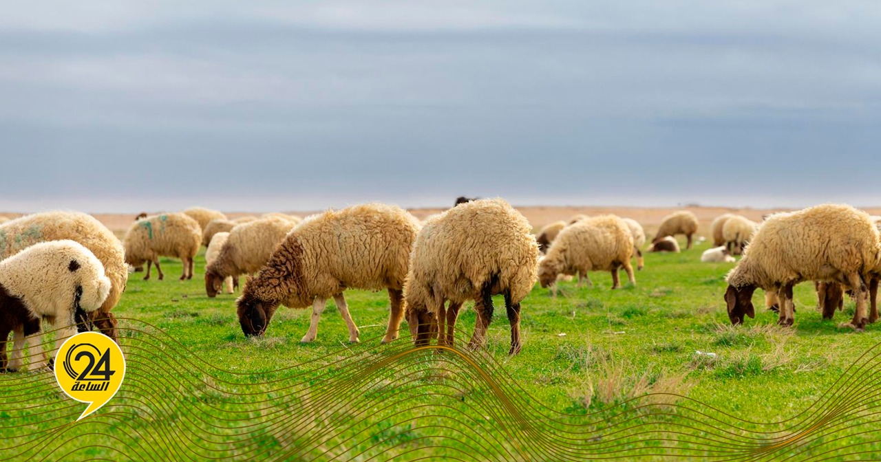 بومباركة: أسعار الأضاحي قد تصل إلى 4000 دينار هذا العام #الساعة24 