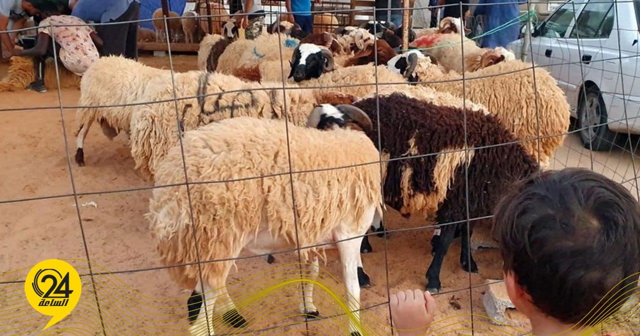 ليبيا – مربي الأغنام: خروف كبير سعره يتجاوز 3500 دينار ليبيا – مربي الأغنام: خروف كبير سعره يتجاوز 3500 دينار