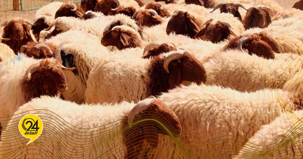 ليبيا – الحرس البلدي: سعر الأضاحي المدعومة لن يتجاوز 1200 دينار تقريبا